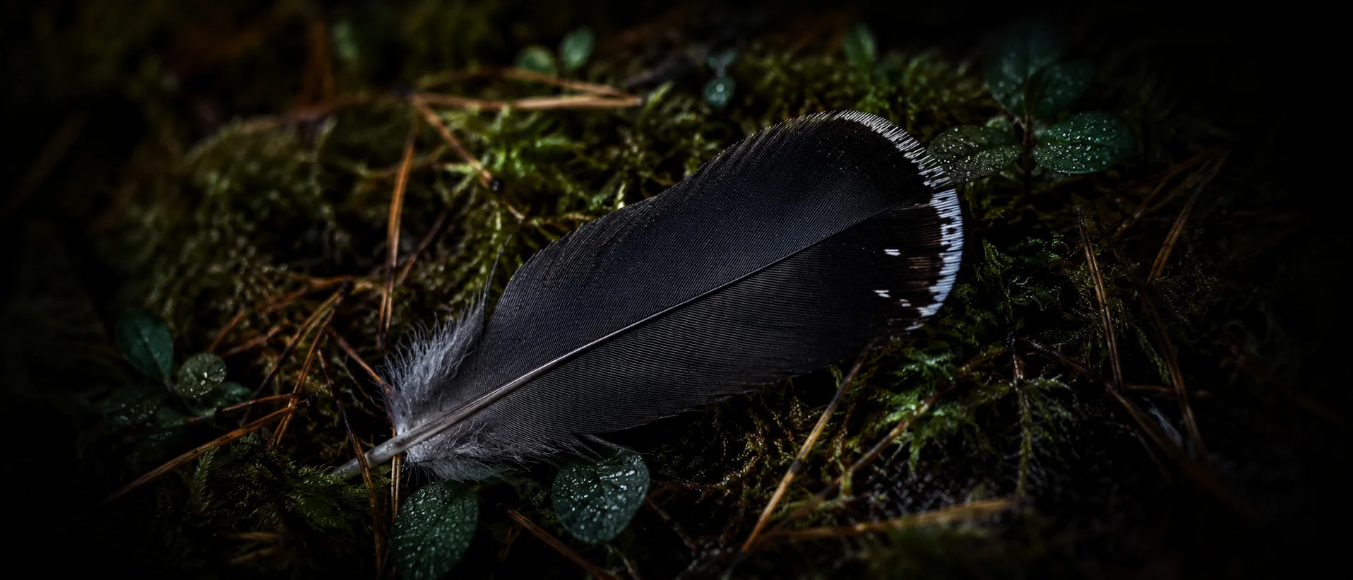 Bilberry shrubs on the floor of a Swiss mountain forest, the capercaillie's staple food.