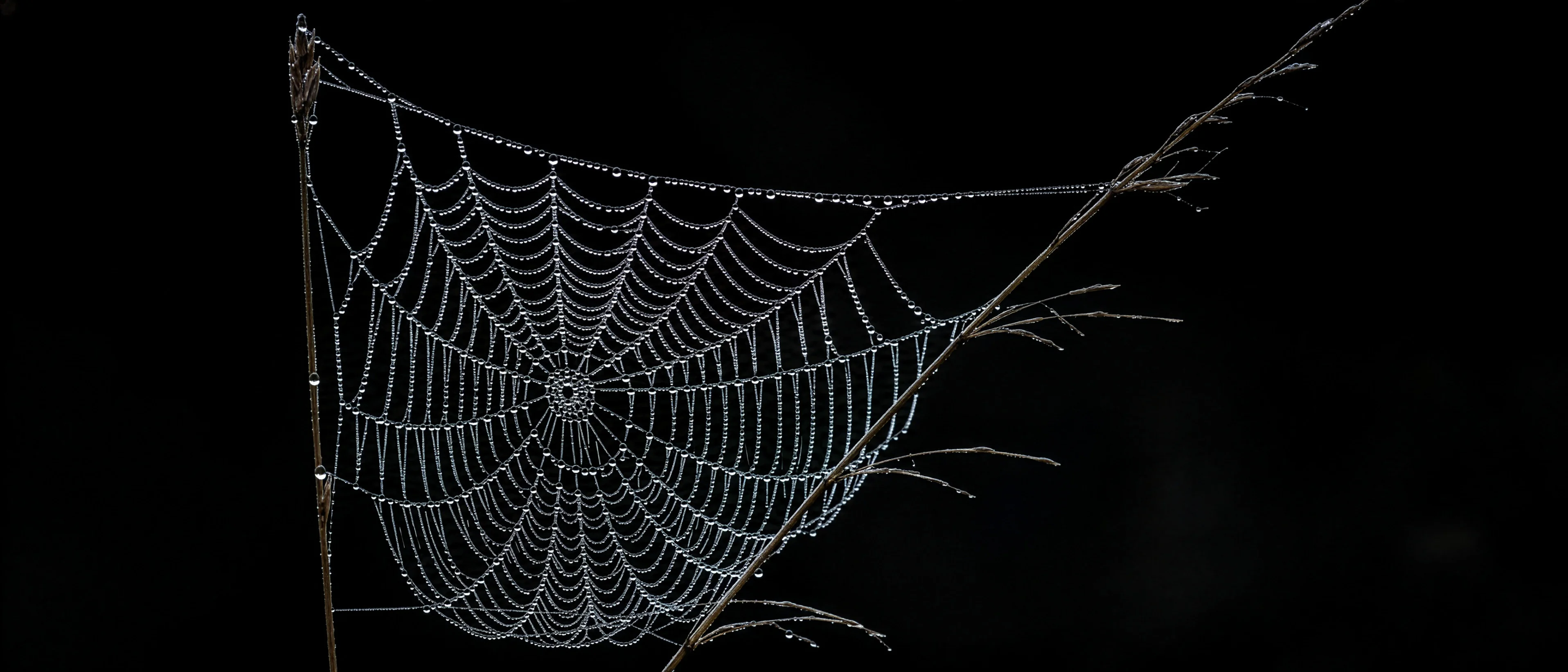Spinnennetz in Tropfen-Geometrie ohne Spinne
